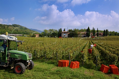 Harvesting Chardonnay grapes in vineyard of Mirabella Franciacorta Lombardy Italy
