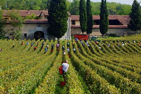 Harvesting Chardonnay grapes in vineyard of Mirabella Franciacorta Lombardy Italy
