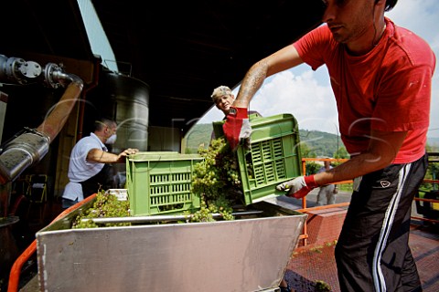 Tipping Chardonnay grapes into the crusher at the Mirabella winery   Rodengo Saiano Lombardy Italy  Franciacorta