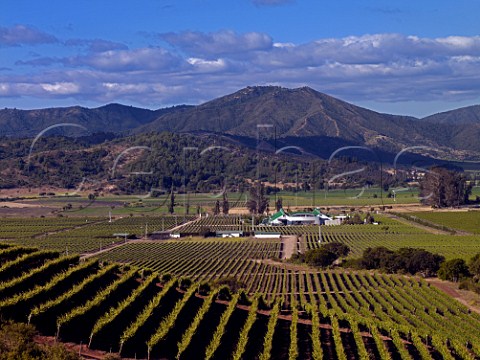 Casas del Bosque winery and vineyards Pinot Noir in foreground in the Casablanca Valley Chile  Casablanca Valley
