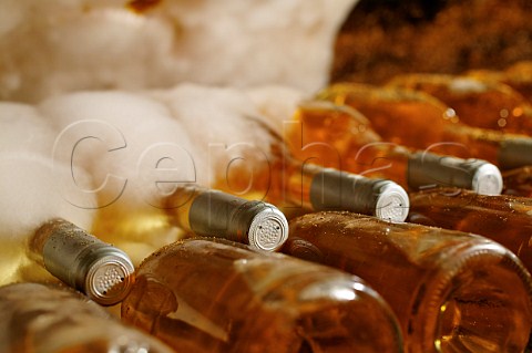 Bottles of Tokaji covered with cladosporium cellare mould  Tokaj Hungary