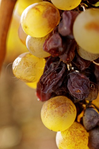Bunch of Furmint grapes with asz berries Tokaj Hungary