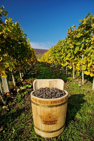 Hod of asz Furmint grapes in vineyard of Oremus Tolcsva Hungary  Tokaj