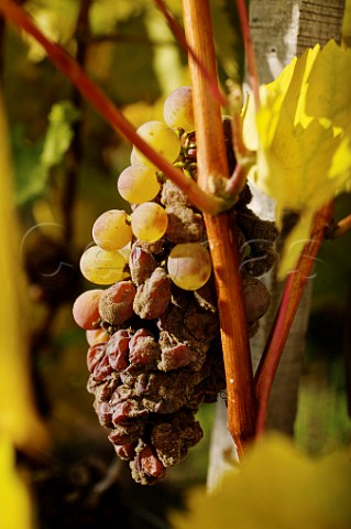 Furmint grapes with botrytis  Tokaj Hungary