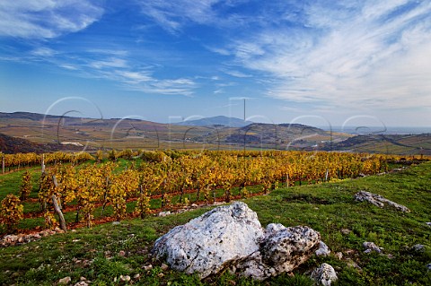 Vineyards of the Royal Tokaj Wine Company Md Hungary  Tokaj