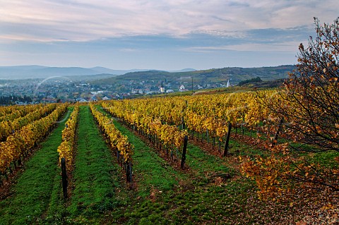 Vineyard of the Royal Tokaj Wine Company above village of Md Hungary  Tokaj
