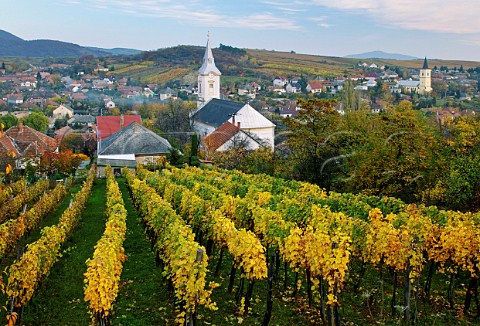 Vineyards of the Royal Tokaj Wine Company around village of Md Hungary   Tokaj