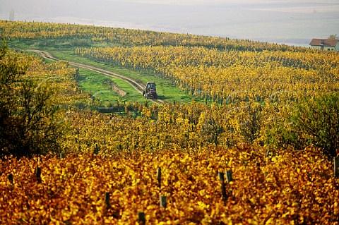 Tractor in autumnal Furmint vineyards at Md Hungary  Tokaj
