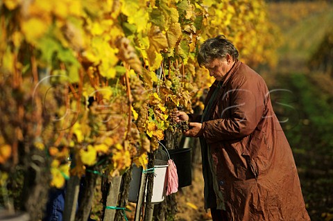Picking asz Furmint grapes in vineyard at Md Hungary   Tokaj