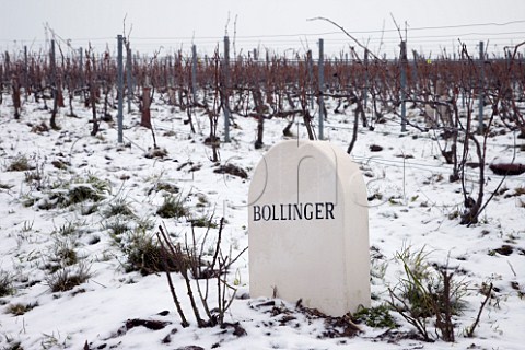 Marker stone in Pinot Noir vineyard of Bollinger on the Montagne de Reims above Ay Marne France Champagne