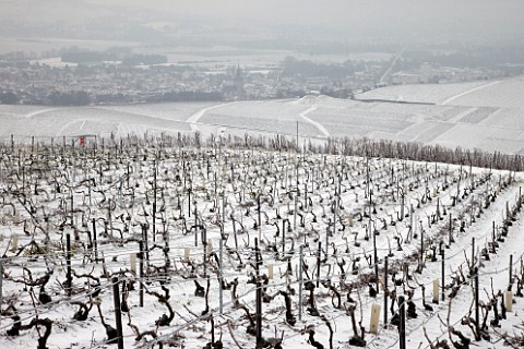 Ice encrusted vines and wires in Pinot Noir vineyard on the Montagne de Reims above Ay Marne France Champagne