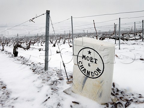 Mot  Chandon marker stone in Pinot Noir vineyard on the Montagne de Reims above Ay Marne France Champagne