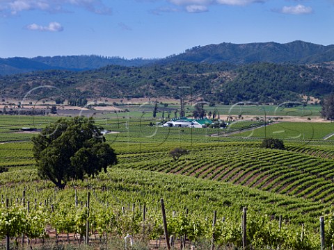 View from hillside Pinot Noir vineyard to winery of Casas del Bosque Casablanca Valley Chile