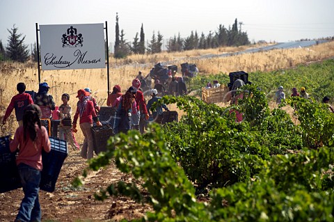 Pickers in vineyard of Chateau Musar Aana Bekaa Valley Lebanon