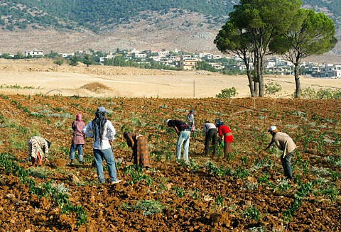 Tilling the soil in young vineyard of Chateau Musar Aana Bekaa Valley Lebanon