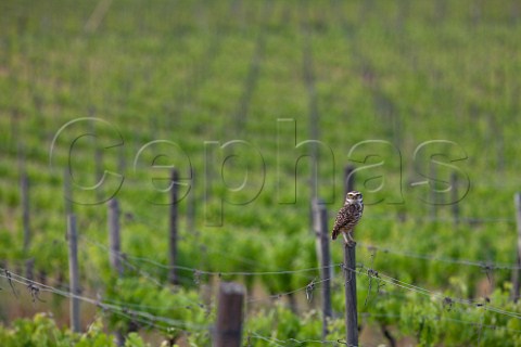 Owl on a post in Clos Apalta vineyard of Lapostolle Colchagua Valley Chile