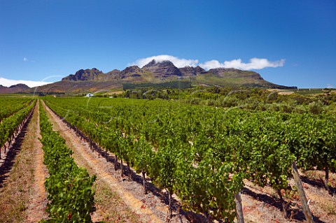 Cabernet Sauvignon vineyard of Rust en Vrede with the Helderberg mountain beyond Stellenbosch Western Cape South Africa  Stellenbosch