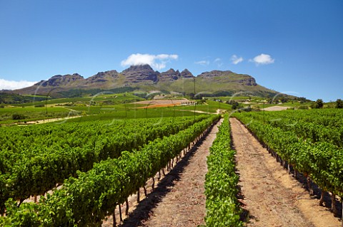 Cabernet Sauvignon vineyard of Ernie Els with the Helderberg mountain beyond Stellenbosch Western Cape South Africa  Stellenbosch