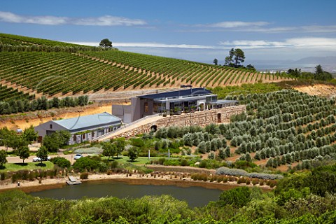 Hidden Valley vineyards olive grove and Overture Restaurant Stellenbosch Western Cape South Africa  Stellenbosch