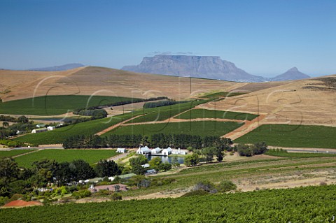 Nitida Cellars and vineyards with Table Mountain and Lions Head in distance viewed from vineyard of Bloemendal Estate  Durbanville Western Cape South Africa Durbanville