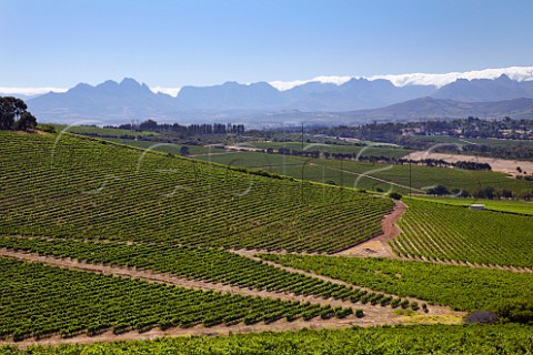 Bloemendal Estate vineyards with the Simonsberg and Stellenbosch Mountains in distance  Durbanville Western Cape South Africa   Durbanville