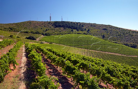 Vineyards of Bloemendal Estate Durbanville Western Cape South Africa   Durbanville