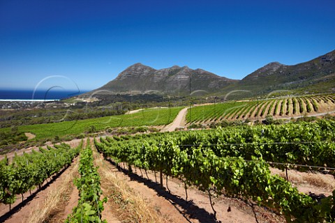 Cape Point Vineyards with Chapmans Bay and Chapmans Peak beyond   Noordhoek Western Cape South Africa Cape Point