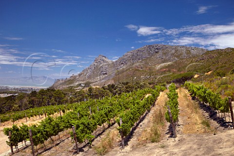 Sauvignon Blanc vineyard of Steenberg with False Bay in distance Constantia Western Cape South Africa Constantia
