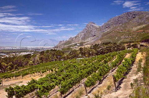Sauvignon Blanc vineyard of Steenberg with False Bay in distance   Constantia Western Cape South Africa Constantia