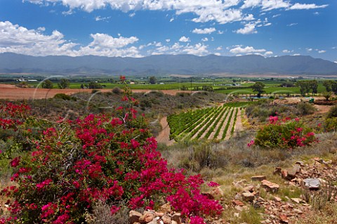 Bougainvillea flowering above vineyard of Van Loveren and the Breede River with the Langeberg Mountains in distance  Robertson Western Cape South Africa  Breede River Valley
