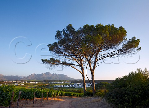 Vineyard of Kleine Zalze with the Helderberg mountain beyond  Stellenbosch Western Cape South Africa  Stellenbosch