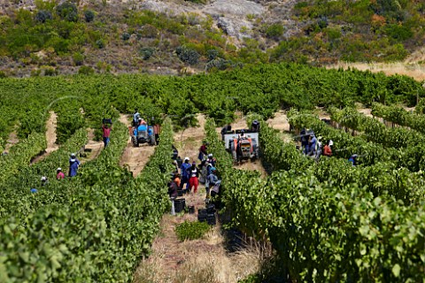 Harvesting Chenin Blanc grapes in vineyard of Vondeling Paarl Western Cape South Africa   Voor Paardeberg