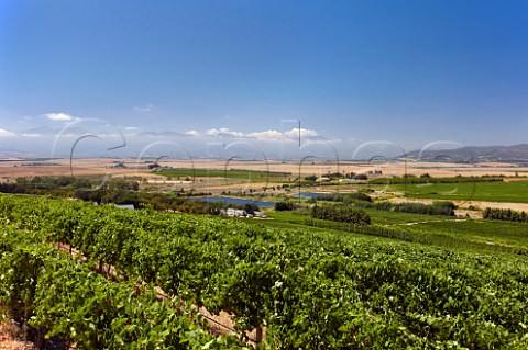 Vineyards of Vondeling Paarl Western Cape South Africa  Voor Paardeberg