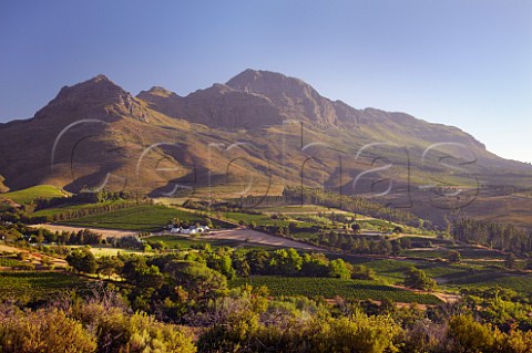 Vineyards of Dornier with the Helderberg Mountain beyond Stellenbosch Western Cape South Africa  Stellenbosch