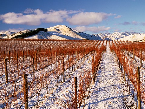 Snow on vineyard of Ballochdale Estate in the Upper Awatere Valley Marlborough New Zealand