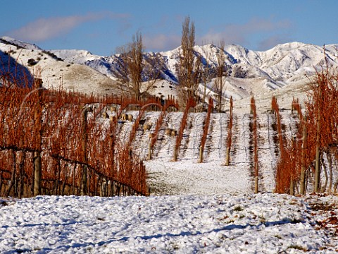 Sheep in snow on vineyard of Ballochdale Estate in the Upper Awatere Valley Marlborough New Zealand