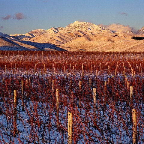 Snow on vineyard of Ballochdale Estate in the Upper Awatere Valley with Mount TapuaeOUenuku beyond  Marlborough New Zealand