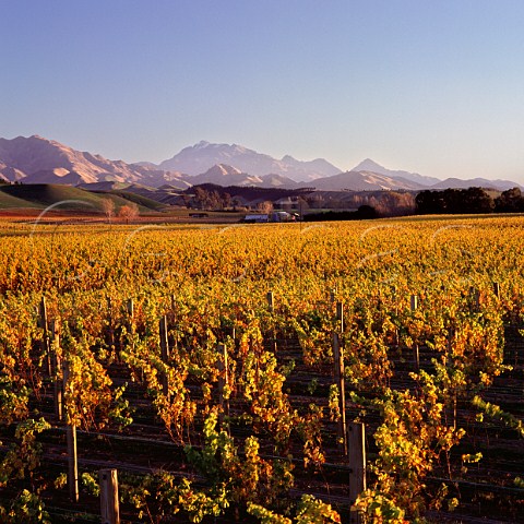 Vineyards of Nobilo in the Awatere Valley Marlborough New Zealand