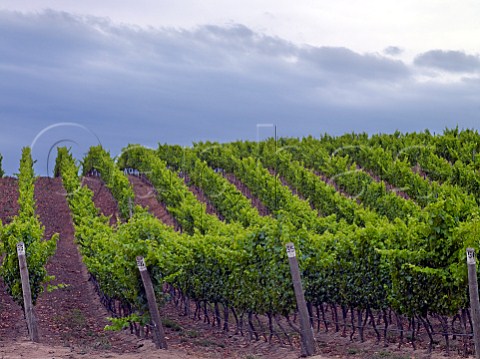 Sauvignon Blanc vineyard of Casas del Bosque Casablanca Valley Chile
