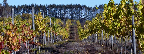 Pinot Noir vines left and Chardonnay right with a windbreak of pine trees beyond   SoldeSol vineyard of Via Aquitania Traigun Chile Malleco Valley