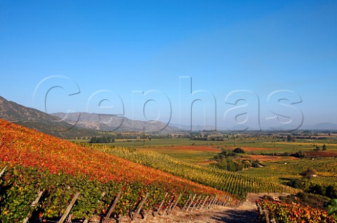 Autumnal Carmenre vines in Lapostolle Clos Apalta vineyard Apalta Colchagua Valley Chile