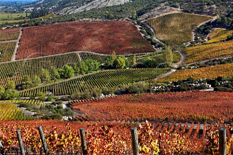 Autumn colour differences in Clos Apalta vineyards of Lapostolle  Carmenre vines are red Merlot are yellow and Cabernet Sauvignon still quite green  Apalta Colchagua Valley Chile
