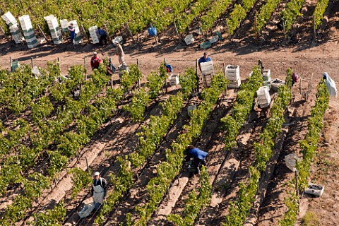 Harvesting Merlot grapes Colchagua Valley Chile