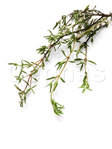 Thyme on a white background