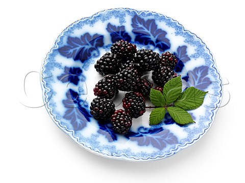 Ripe blackberries on an antique plate on a white background