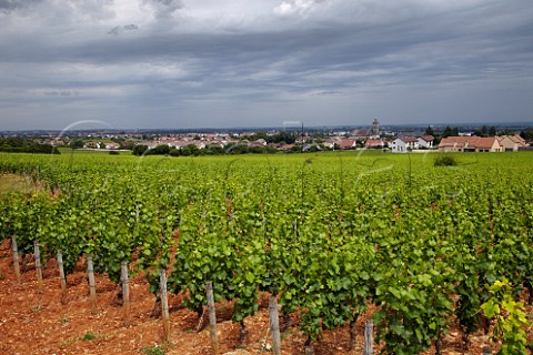 Pinot Noir vines in Clos de Jeu vineyard of Domaine Charles Audoin MarsannaylaCte CtedOr France  Marsannay