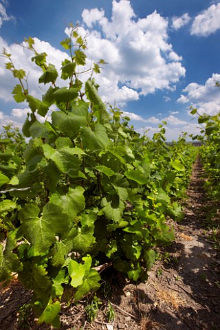 Pinot Noir vines in flower at Puisieulx Marne France  Champagne