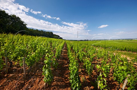 Chambertin vineyard looking north with Montagne de la Combe Grisard on left GevreyChambertin CtedOr France Cte de Nuits Grand Cru