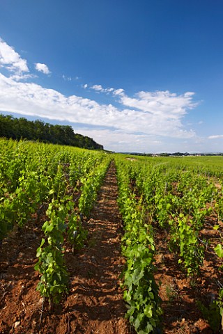 Chambertin vineyard looking north with Montagne de la Combe Grisard on left  CtedOr France    Cte de Nuits Grand Cru