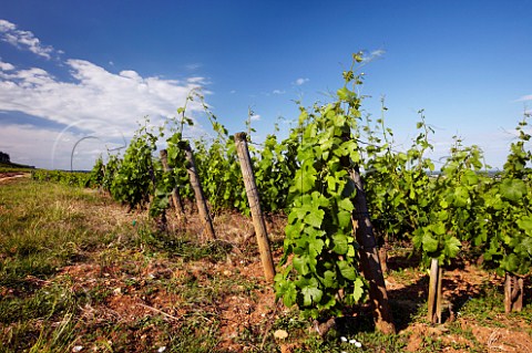 Pinot Noir vines in Chambertin vineyard GevreyChambertin CtedOr France  Cte de Nuits Grand Cru